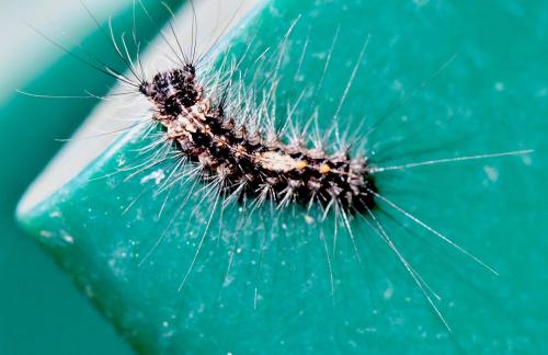 Lymantria monacha